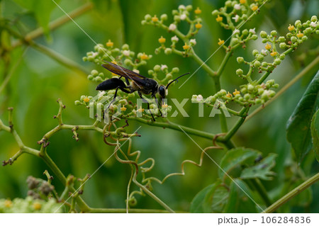 ヤブガラシ訪花昆虫　狩り蜂アナバチ科クロアナバチ 106284836