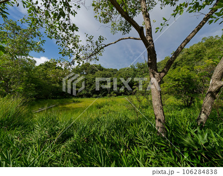 夏の湿地風景 106284838