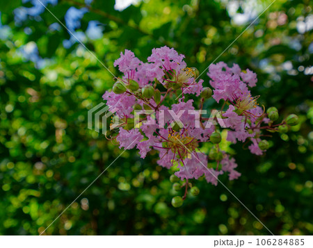 赤いサルスベリの花 106284885