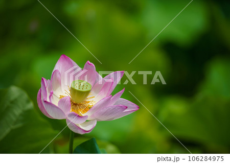 淡いピンクの花弁を広げ始めた蓮の花 106284975