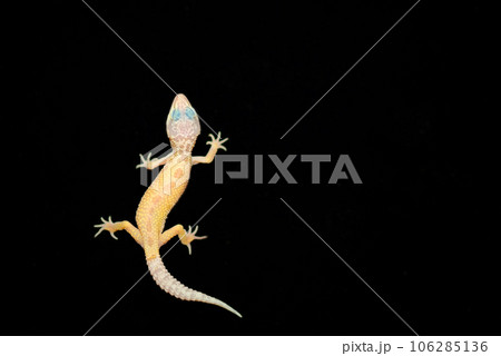 ヒョウモントカゲモドキ　リューシスティック 106285136