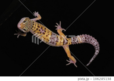 ヒョウモントカゲモドキ ハイイエロー ヒョウモントカゲモドキ ハイイエロー 106285138