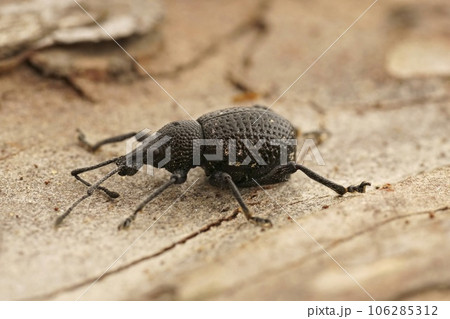 Detailed closeup on a black Curculionidae weevil beetle, Otiorhynchus gemmatus sitting on a wood Detailed closeup on a black Curculionidae weevil beetle, Otiorhynchus gemmatus sitting on a wood 106285312