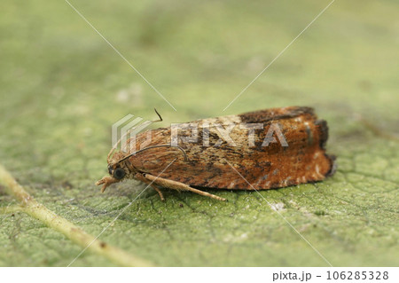 Detailed closeup on the the rusty oak tortricid moth, Cydia amplana , sitting on a green leaf Detailed closeup on the the rusty oak tortricid moth, Cydia amplana , sitting on a green leaf 106285328