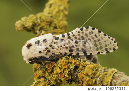Detailed closeup on the Leopard Moth, Zeuzera pyrina, sitting on a lichen covered twig 106285331