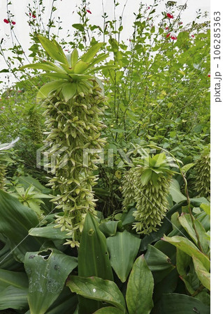 Closeup on a green deciduous bulbous perennial Autumn pineapple , Eucomis autumnalis plant in the garden 106285363