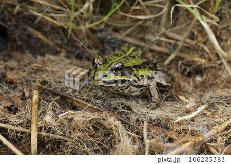 Closeup on the Eurasian marsh frog, Pelophylax ridibundus sitting in dried grass 106285383