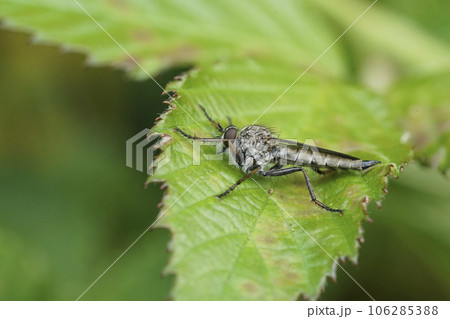 Closeup on a Male Kite-tailed, Robberfly, Tolmerus atricapillus sitting on a green leaf 106285388