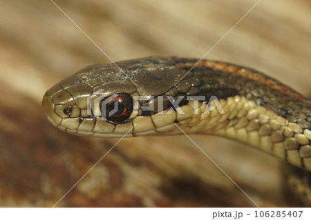 Closeup on a juvenile Northwestern Gartersnake, Thamnophis ordinoides, sitting on wood in Southern Oregon Closeup on a juvenile Northwestern Gartersnake, Thamnophis ordinoides, sitting on wood in Southern Oregon 106285407
