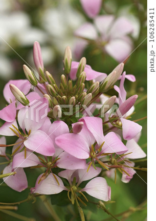 Vertical closeup on the pink flower of a spider flower or grandfather's whiskers plant, Cleome hassleriana 106285411
