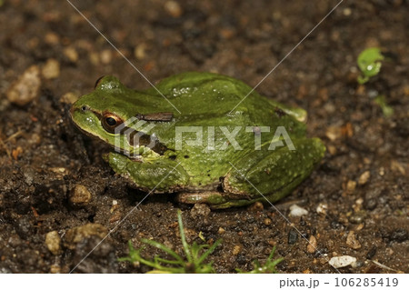 Closeup on a cute green, Pacific treefrog, Pseudacris regilla, sitting on the ground in north Oregon Closeup on a cute green, Pacific treefrog, Pseudacris regilla, sitting on the ground in north Oregon 106285419