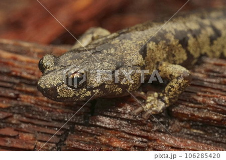 Facial closeup on a gorgeous colored adult Clouded salamander, Aneides ferreus in northern California 106285420