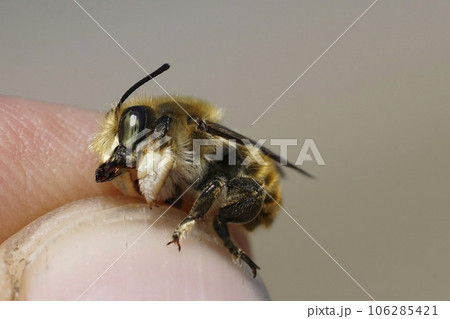 Closeup on a male o the rare Coastal leafcutter solitary bee, Megachile maritima in the fingers of an entomologist 106285421
