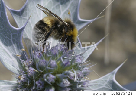 Closeup on a furry White tailed bumblebee, Bombus lucorum sitting on a blue coastal eryngo flower 106285422