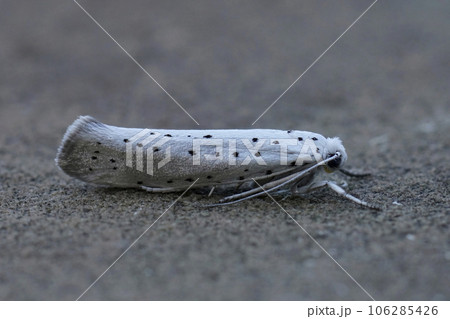 Closeup on a small white with block spots micro Ermine moth, Yponomeuta 106285426