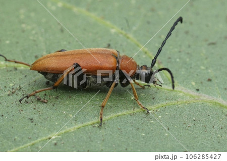 Closeup on a Red-brown Longhorn Beetle, Stictolepture rubra sitting on a green leaf 106285427