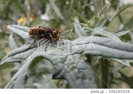 Closeup on a colorful eusocial European hornet wasp, Vespa crabro sitting in the garden on a thistle leaf 106285428