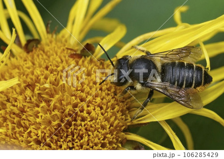 Closeup on a female Patchwork leafcutter solitary bee, Megachile centuncularis drinking nectar form a yelow Inula flower 106285429
