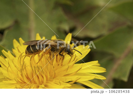 Closeup on a Red-legged furrow bee, Halictus rubicundus sitting on a yellow dandelion flower in north Oregon, US Closeup on a Red-legged furrow bee, Halictus rubicundus sitting on a yellow dandelion flower in north Oregon, US 106285438