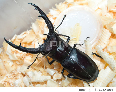 マンディブラリスフタマタクワガタ マンディブラリスフタマタクワガタ 106285664