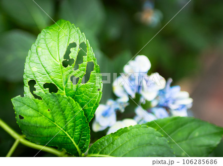 虫食いで穴があいた紫陽花の葉の見た目 106285686