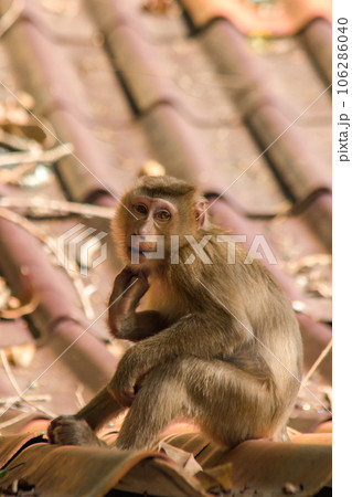 Northern Pig-tailed Macaque on the roof is a short stout macaque. Short, gray or brown fur quite long page The hair on the head is short, gray or brown. 106286040