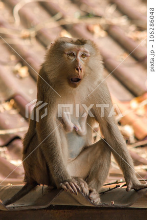 Northern Pig-tailed Macaque on the roof is a short stout macaque. Short, gray or brown fur quite long page The hair on the head is short, gray or brown. 106286048