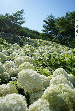 白いあじさい 白いあじさい 106286988