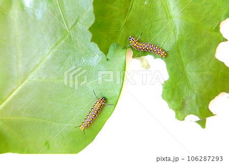 アサギマダラ チョウ 蝶 幼虫 アサギマダラ チョウ 蝶 幼虫 106287293