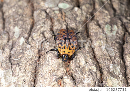 アカマダラコガネ 106287751