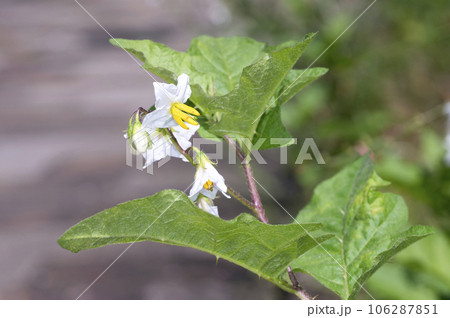 ワルナスビ 106287851