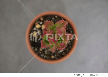 多肉植物 クラッスラ属 赤鬼城 多肉植物 クラッスラ属 赤鬼城 106288060