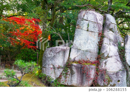 【日本三名園】特別名勝 後楽園の晩秋　大立石と紅葉1　岡山県岡山市北区 106288155