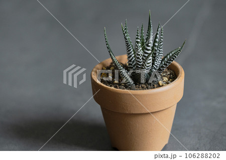 多肉植物 ハオルチア 十二の巻 多肉植物 ハオルチア 十二の巻 106288202