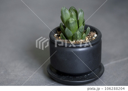 多肉植物 ハオルチア クーペリー 多肉植物 ハオルチア クーペリー 106288204