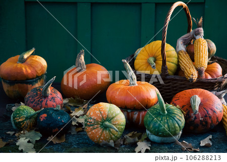 pumpkins in autumn Thanksgiving card 106288213