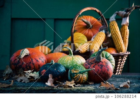 pumpkins in autumn Thanksgiving card pumpkins in autumn Thanksgiving card 106288214
