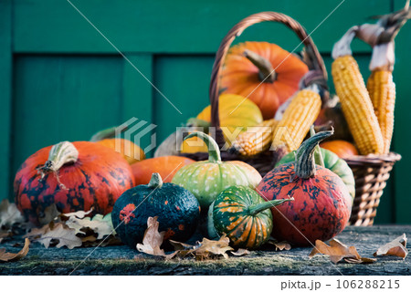 pumpkins in autumn Thanksgiving card 106288215