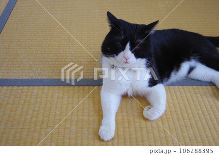 畳の上に寝そべる猫 106288395
