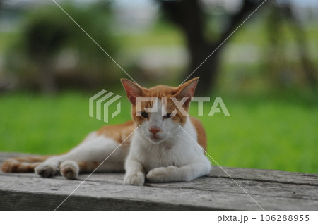 ベンチでリラックスしている茶トラの野良猫 106288955