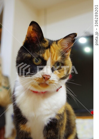 見つめる猫 106289201