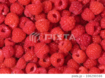 Ripe raspberries, colorful pattern of fresh red raspberries for background. Scarlet crimson field, flat lay. Raspberry juice ingredients. Ripe raspberries, colorful pattern of fresh red raspberries for background. Scarlet crimson field, flat lay. Raspberry juice ingredients. 106290386