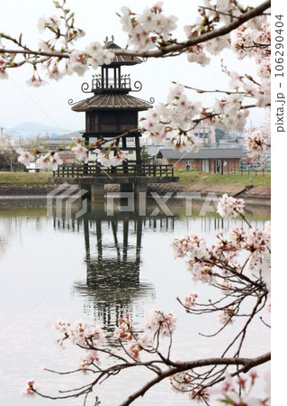 鍵・唐古遺跡の桜 106290404