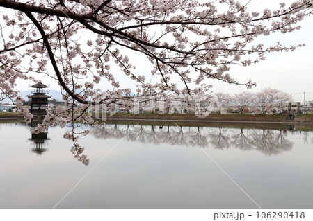 鍵・唐古遺跡の桜 鍵・唐古遺跡の桜 106290418