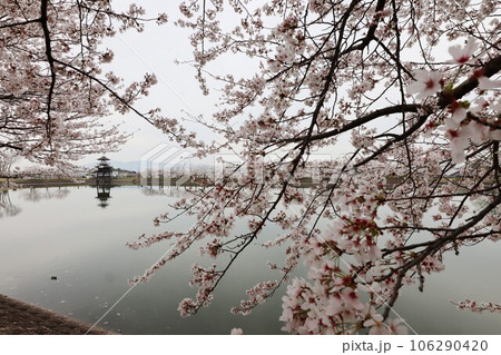 鍵・唐古遺跡の桜 106290420