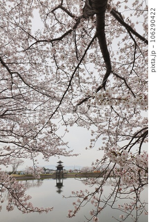 鍵・唐古遺跡の桜 106290422