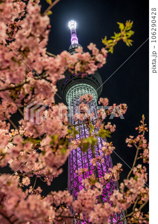 夜桜とスカイツリー 夜桜とスカイツリー 106290428