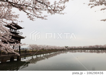 鍵・唐古遺跡の桜 106290436