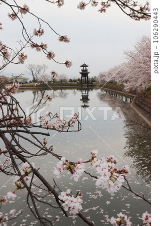 鍵・唐古遺跡の桜 106290443