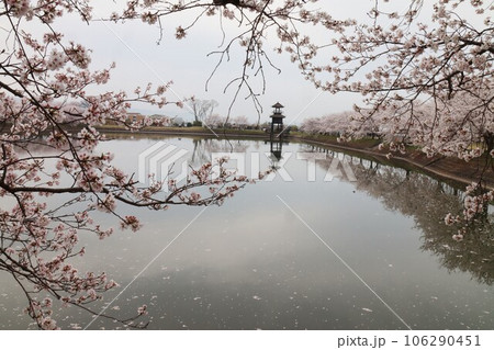 鍵・唐古遺跡の桜 106290451